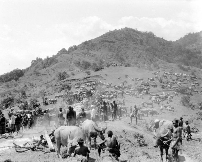 File:COLLECTIE TROPENMUSEUM Verzamelplaats in het binnenland voor selectie en castratie van karbouwen te Timor en Soembawa TMnr 10013351.jpg