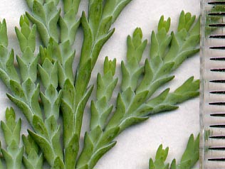 Cupressaceae: scale leaves of Lawson's Cypress (Chamaecyparis lawsoniana); scale in mm