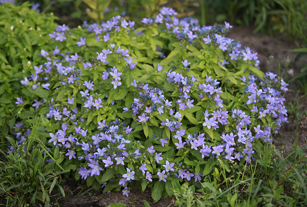 File:Campanula-lactiflora-'Pouffe'.jpg