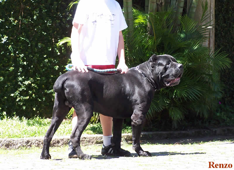 Cane Corso Italiano - Wikimedia Commons