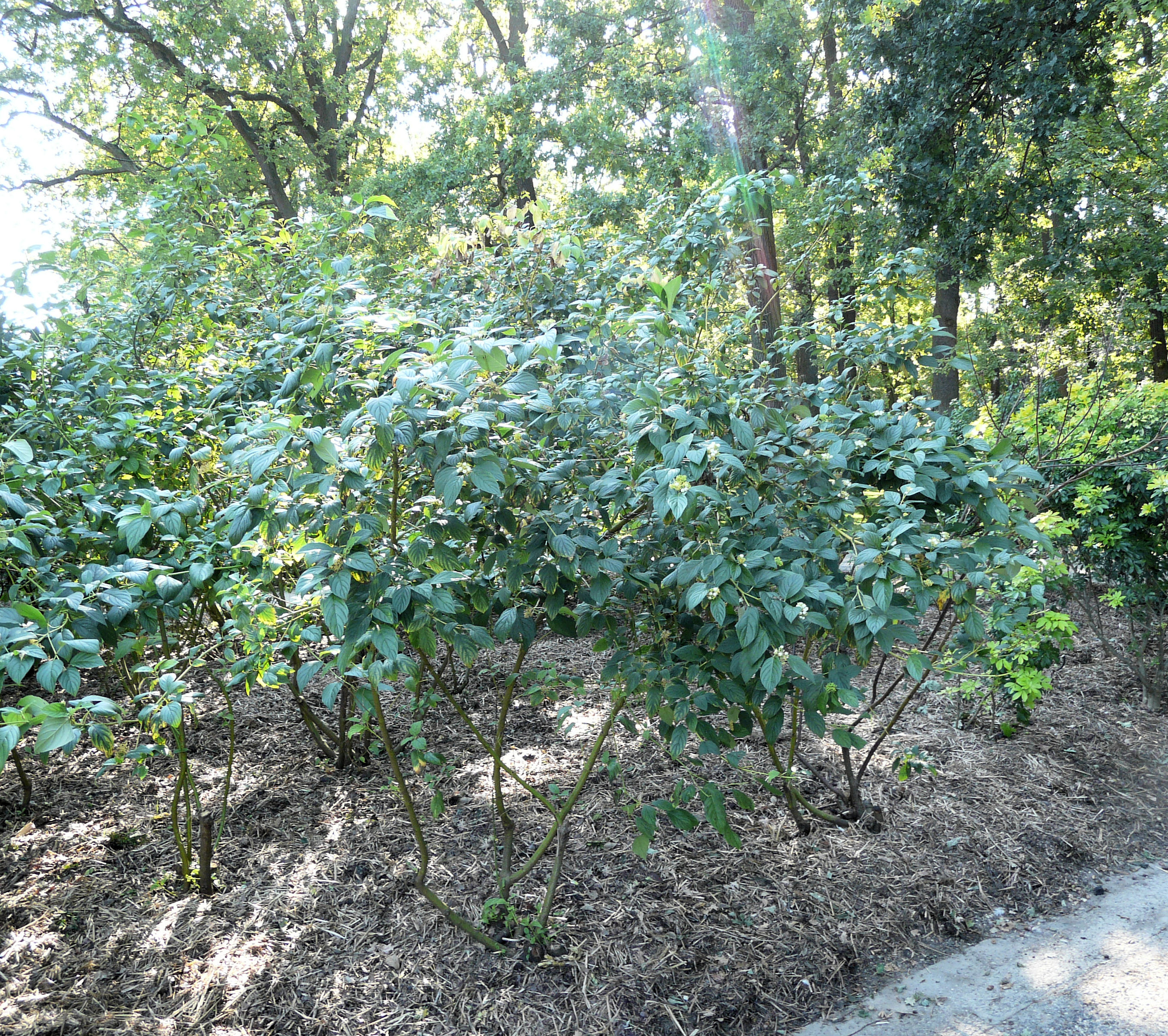 Кустарники 4 буквы. Cornus sericea 'White Gold' на штамбе.