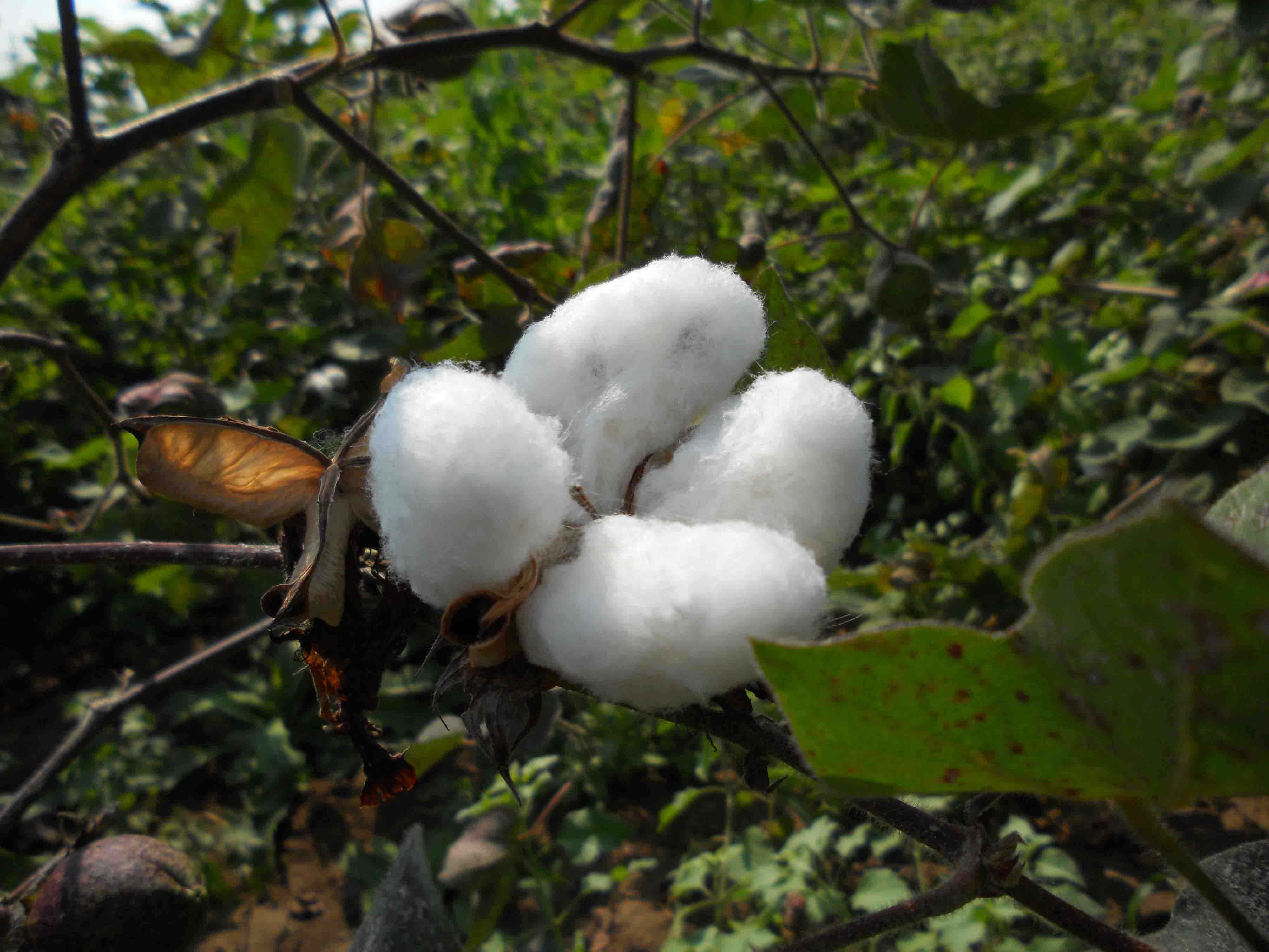 Cotton or 'white gold' is a major cash crop of the world