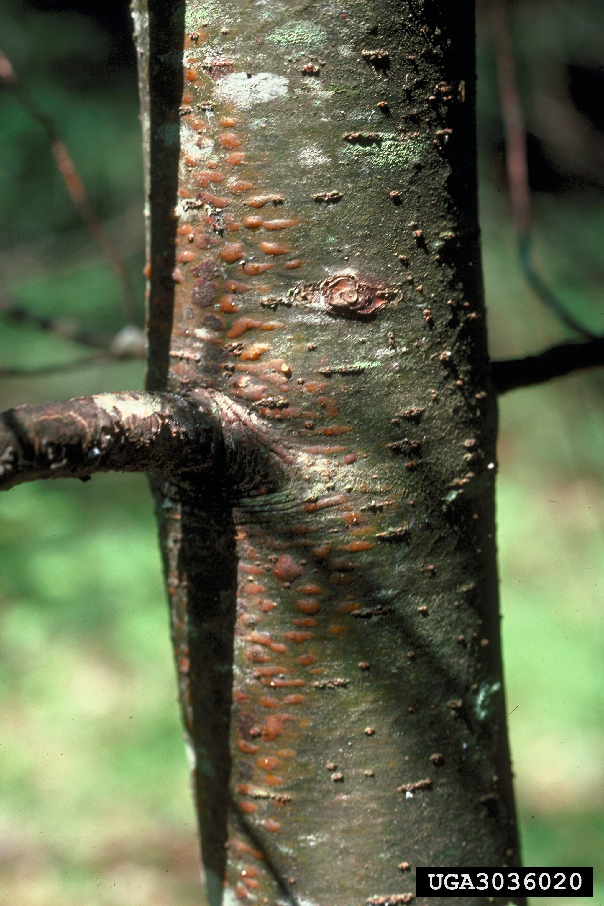 White blister rust фото 13