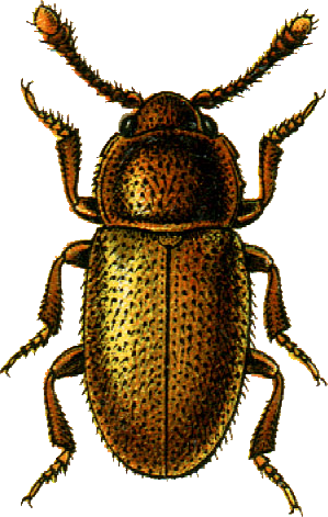 <i>Cryptophagus saginatus</i> Species of beetle