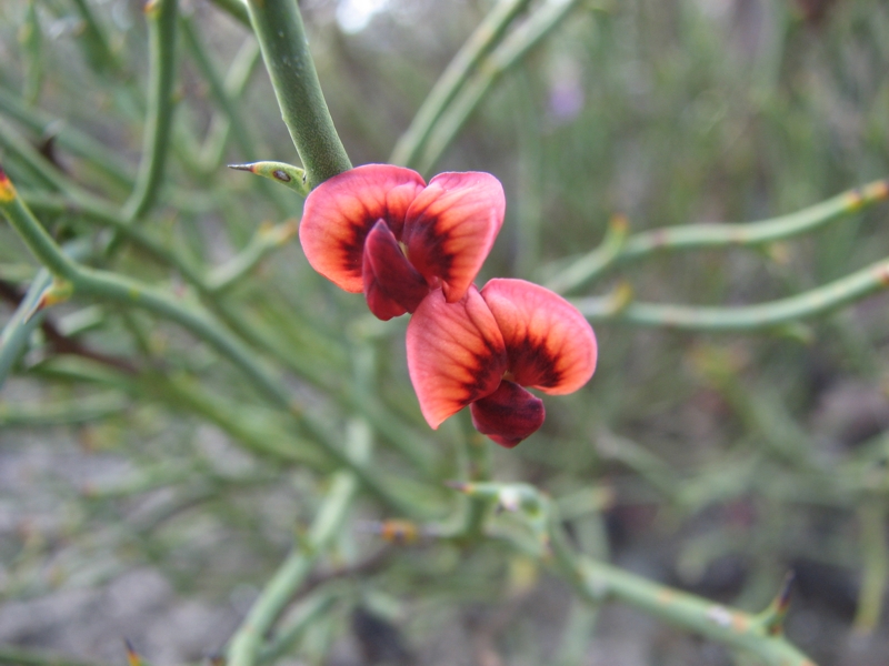 File:Daviesia brevifolia.jpg