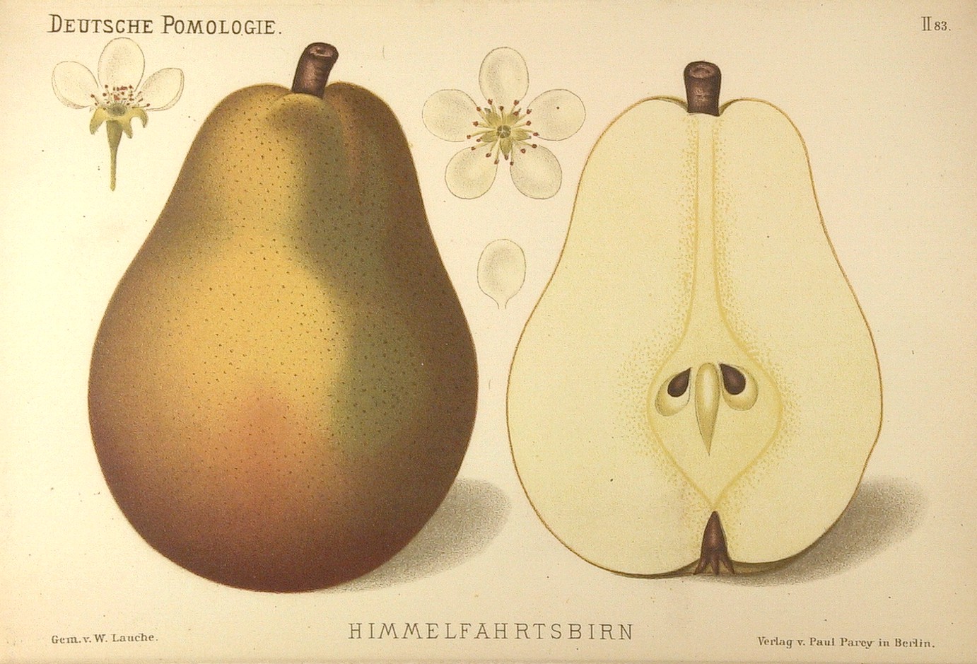 Fichier:Deutsche Pomologie - Birnen - 083.jpg — Wikipédia