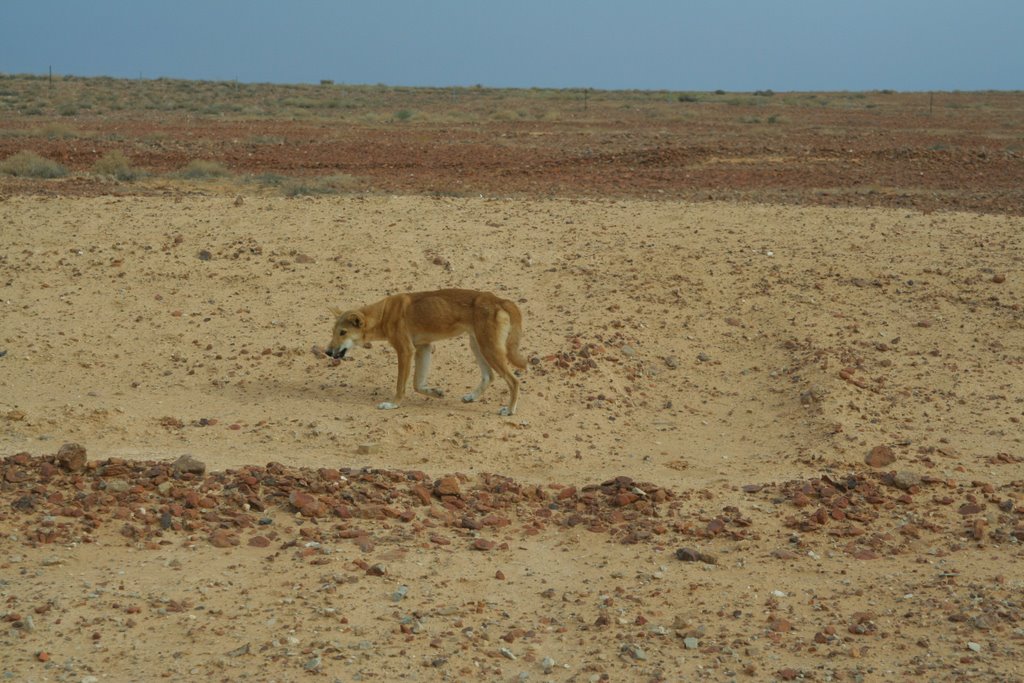 Dingo - Wikipedia