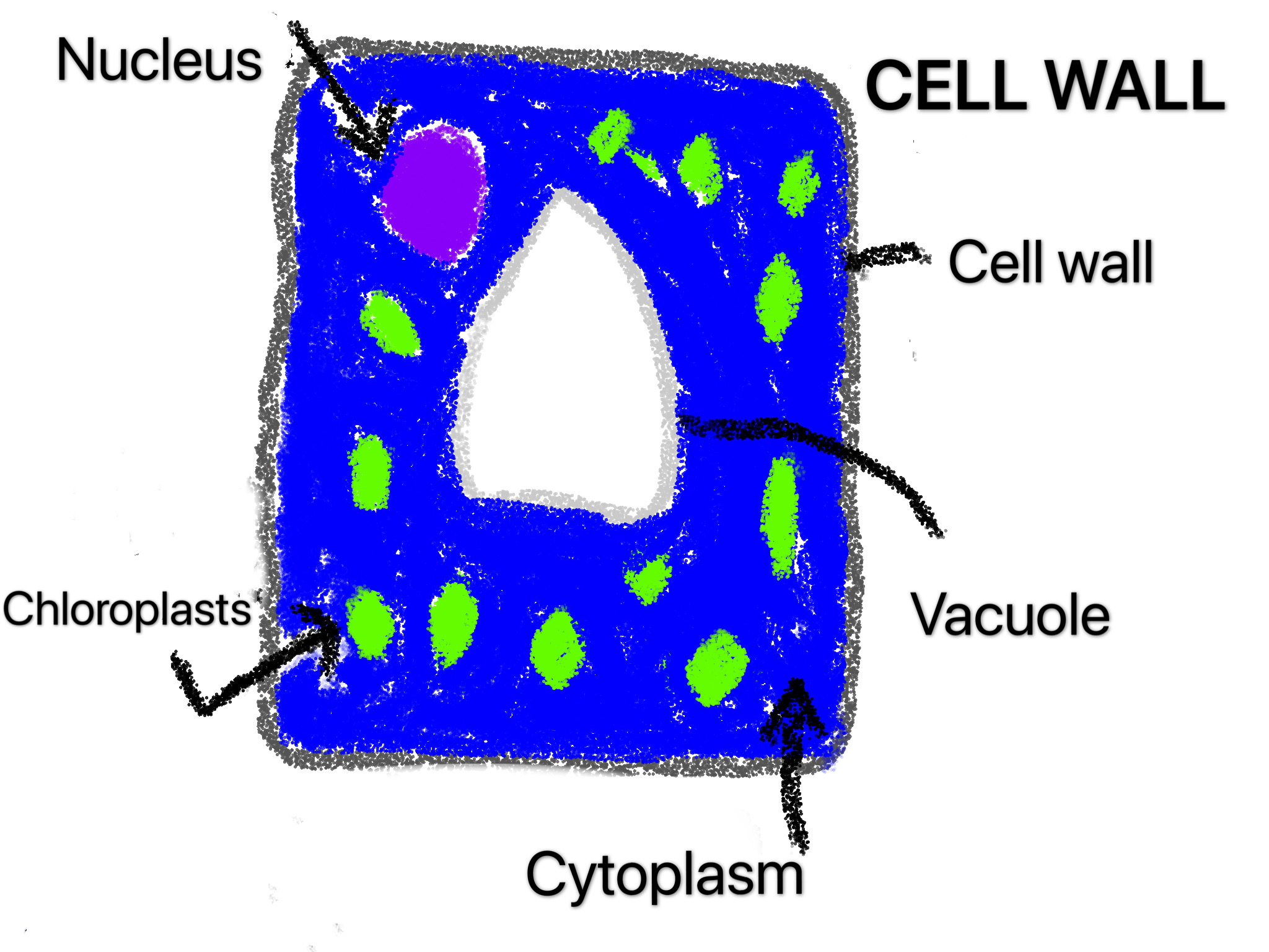 14+ Drawing Of A Cell Wall