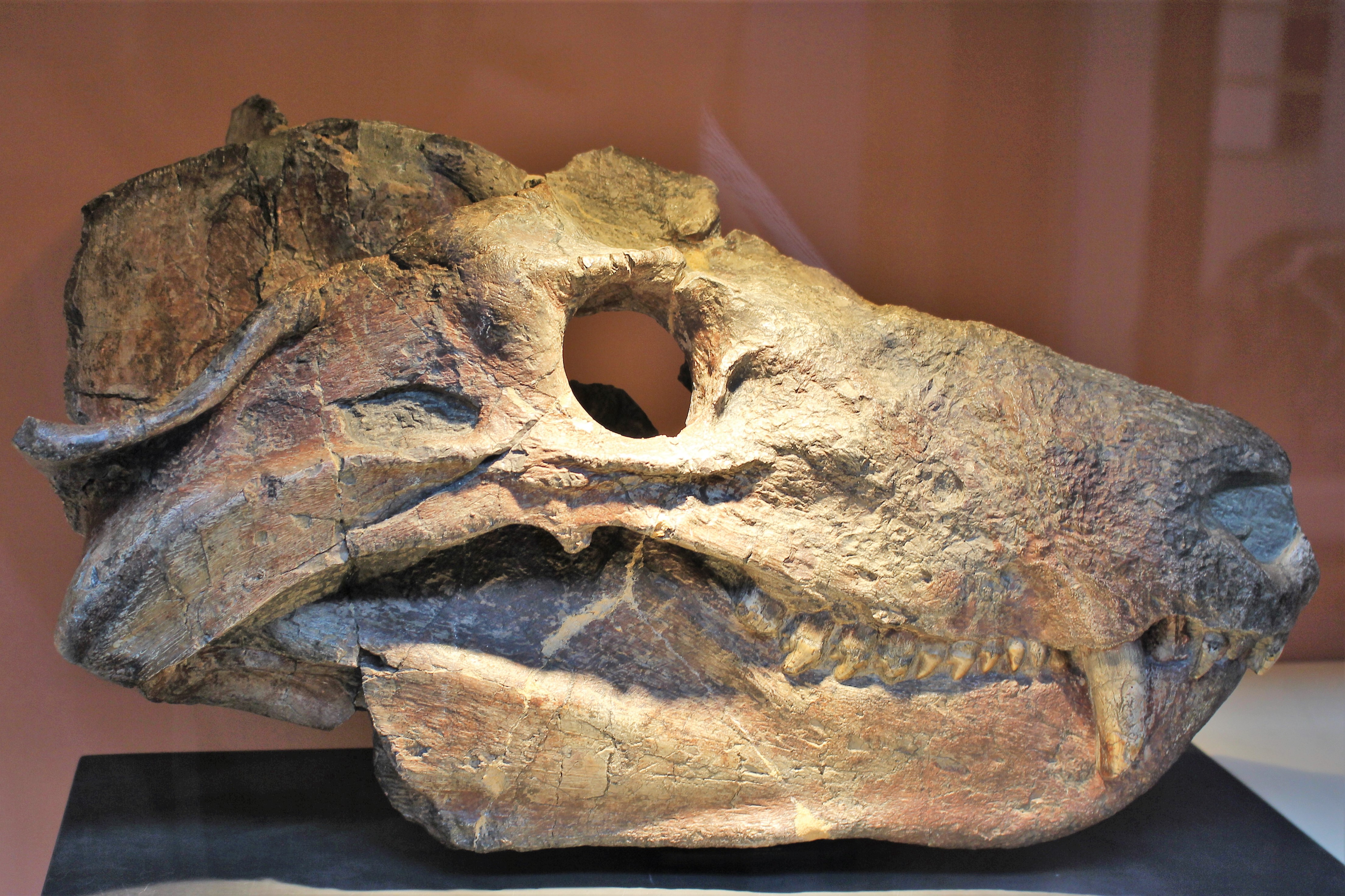 cynognathus fossil