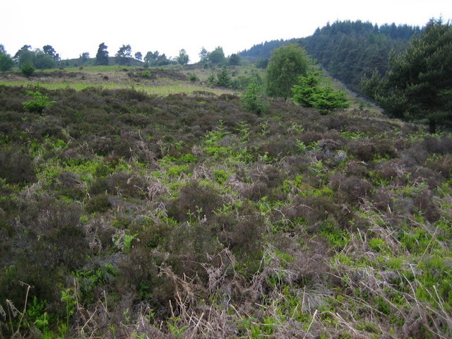 File:Edge of Blackhall Forest looking towards Hill of Goauch - geograph.org.uk - 454605.jpg