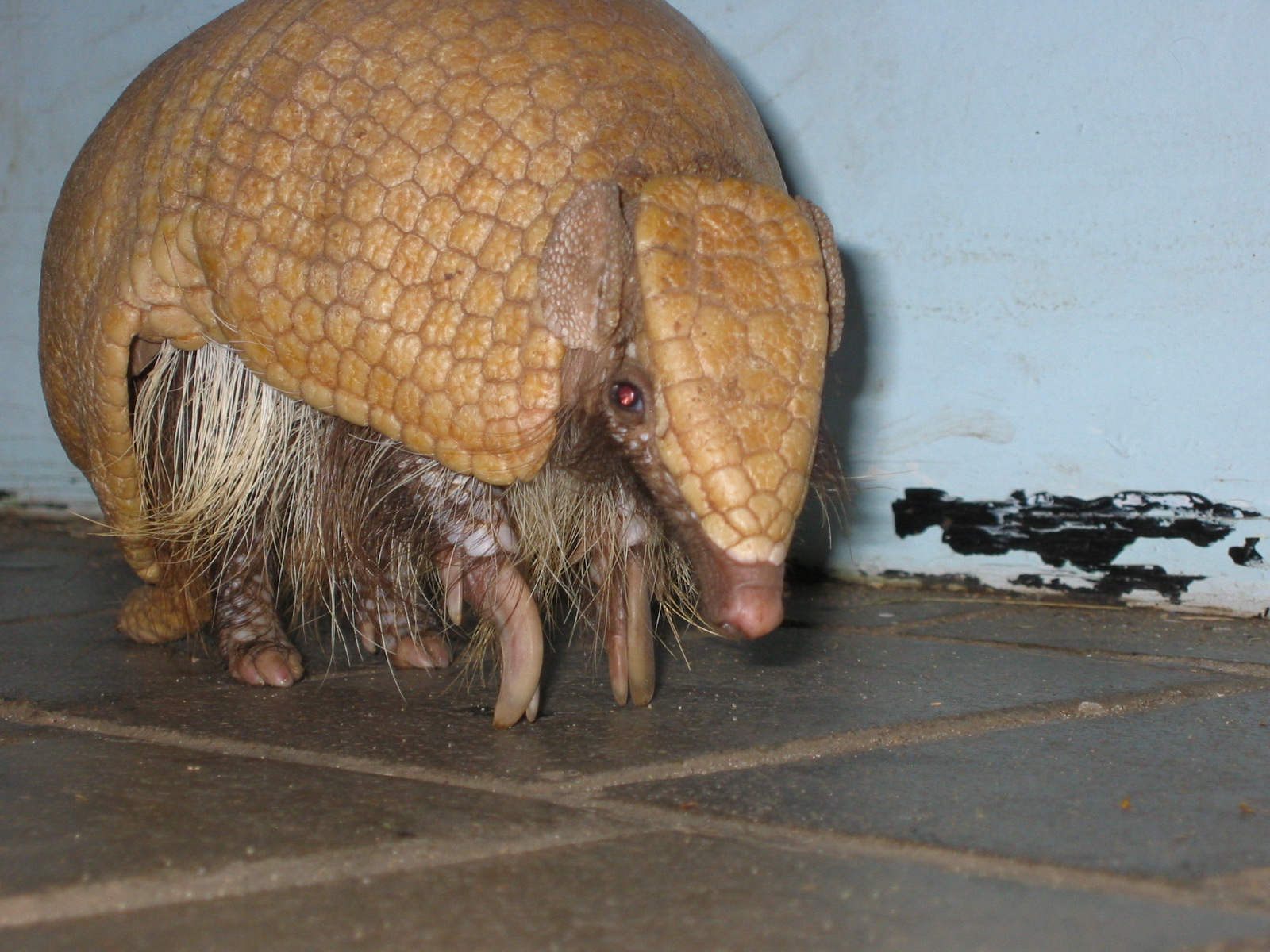 Brazilian Three Banded Armadillo Wikipedia