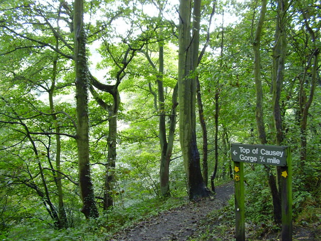 Fork in path after crossing Causey Arch - geograph.org.uk - 246779