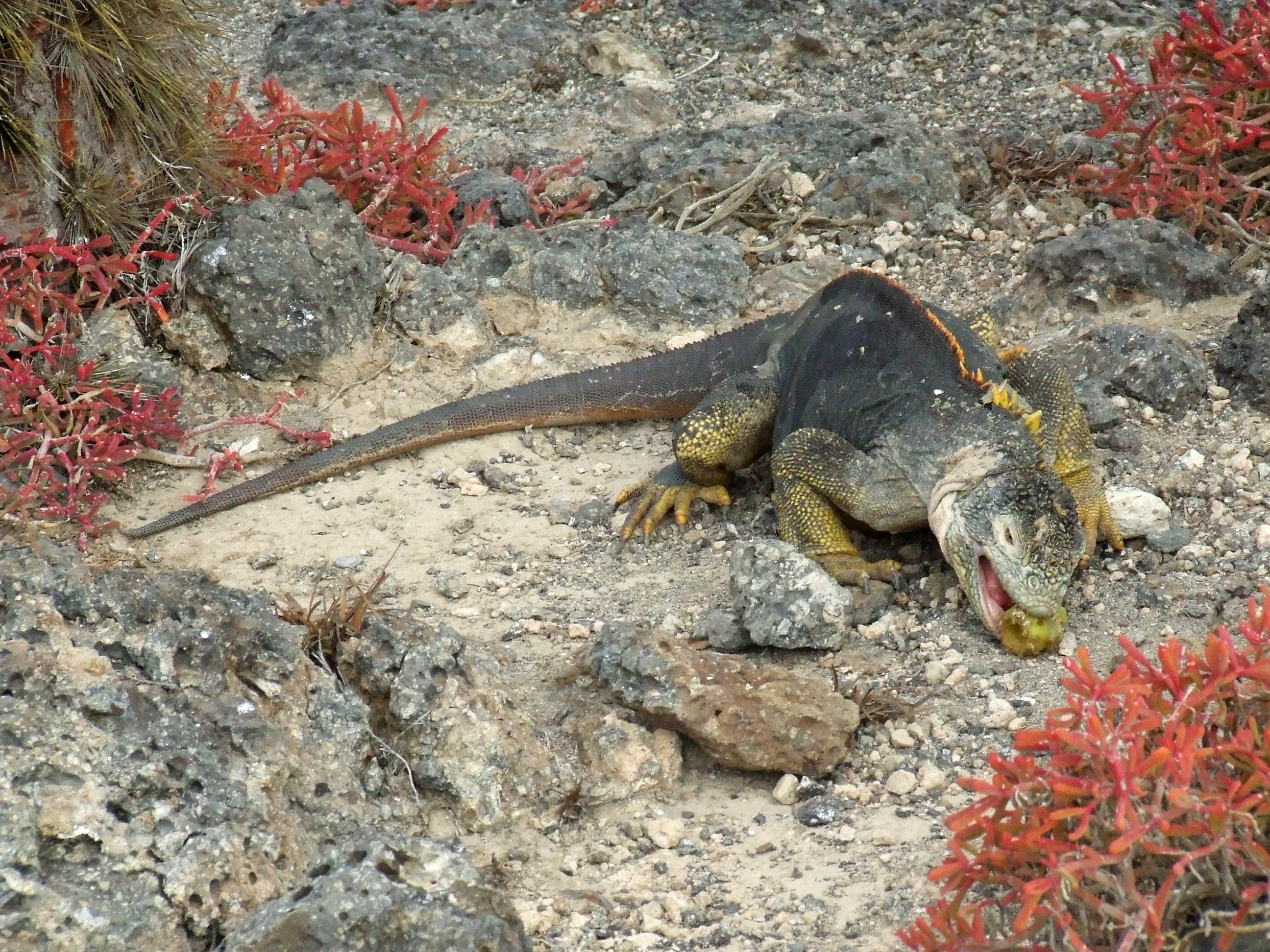 Galapagos_land_iguana_feeding.JPG