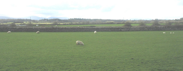 File:Grazing sheep at Rhosbothan - geograph.org.uk - 766058.jpg