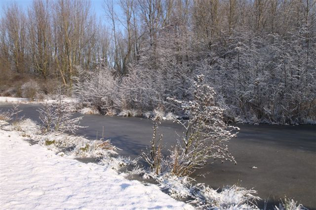 File:Het mallebos is erg mooi in de winter.jpg