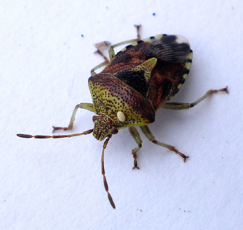 Heteroptera- Elasmucha grisea (2714503672).jpg