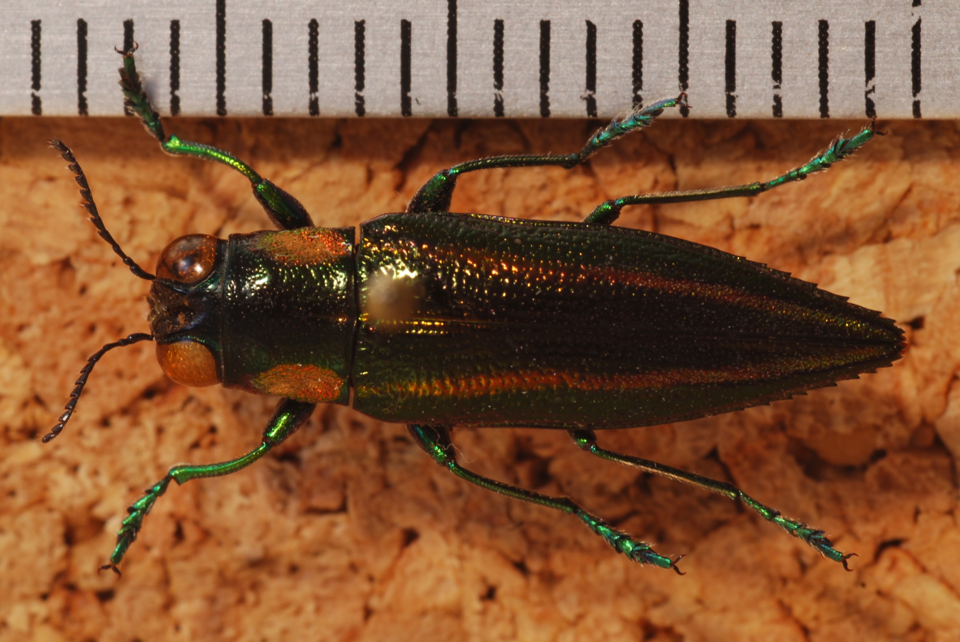 Jewel Beetle (Iridotaenia chrysogramma) (8270289082).jpg