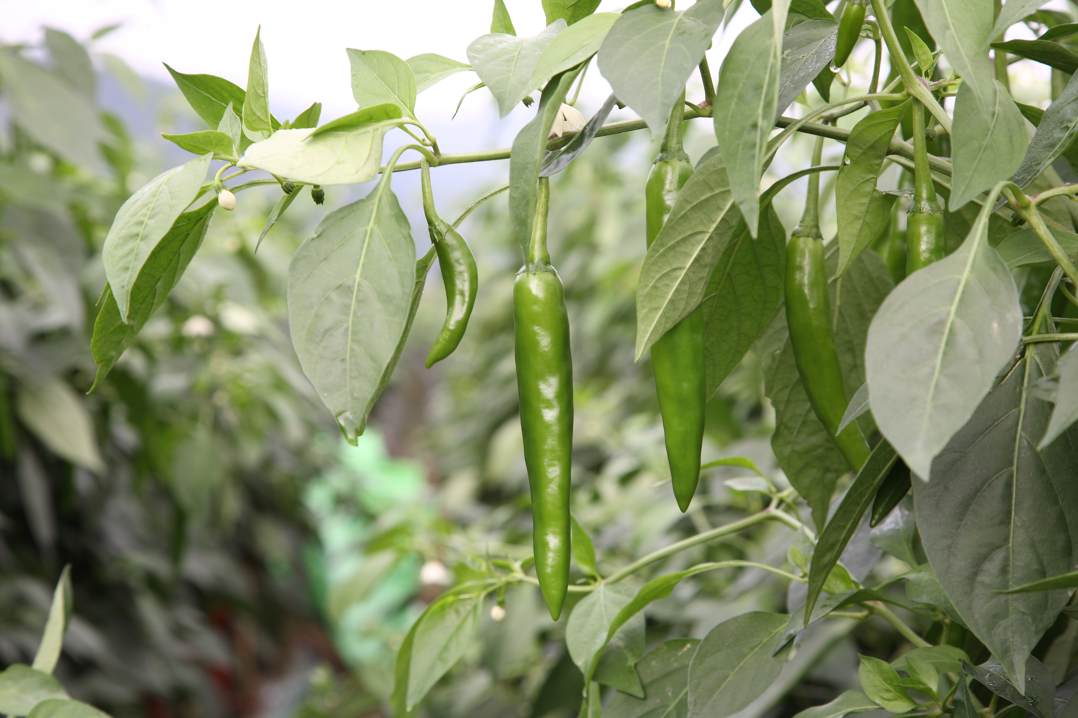 Korean chili pepper - Wikipedia