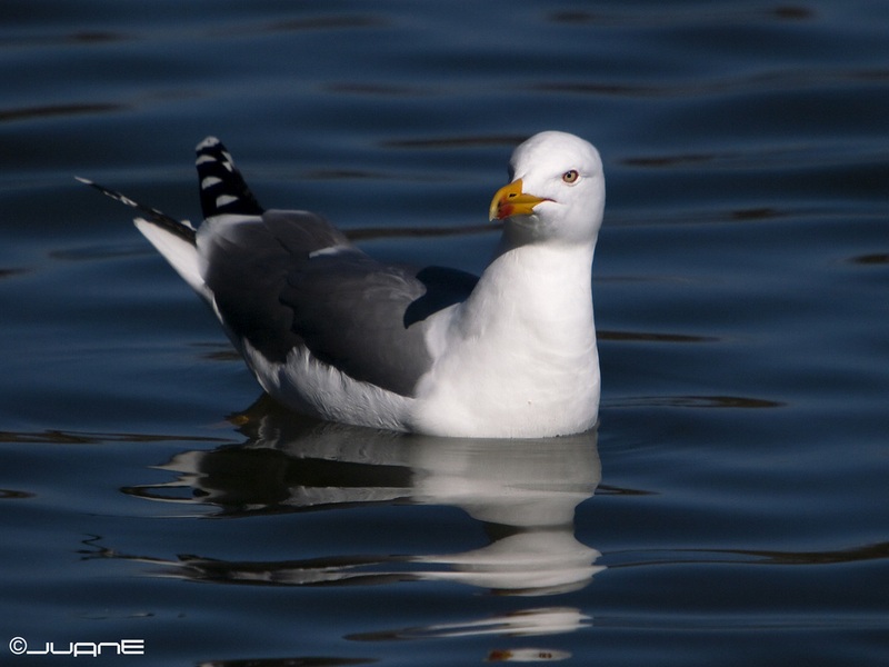 File:Larus michahellis atlantis (4344689792).jpg