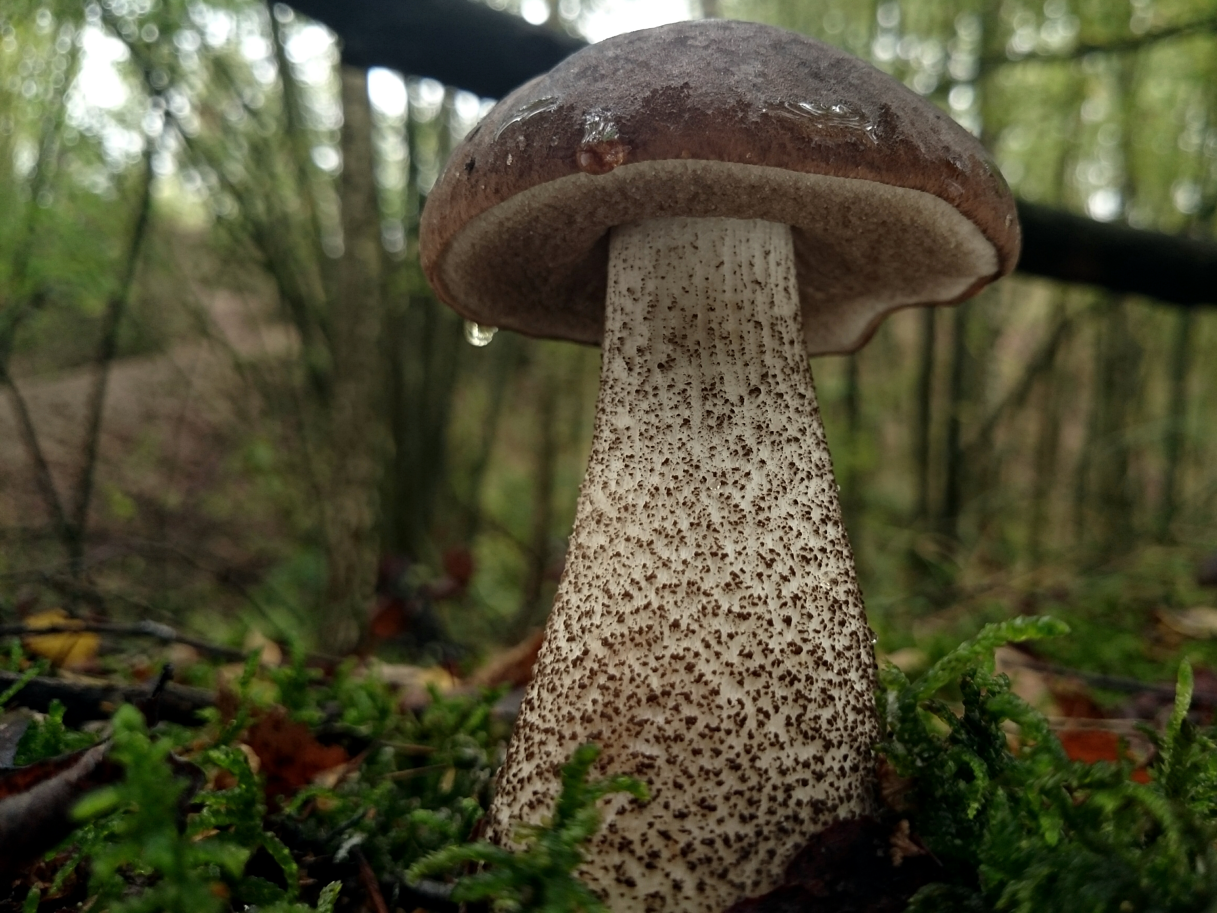 Leccinum (обабок