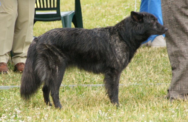File:Long-haired Dutch Shepherd 3.JPG