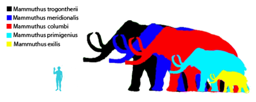 elephant mammoth size comparison