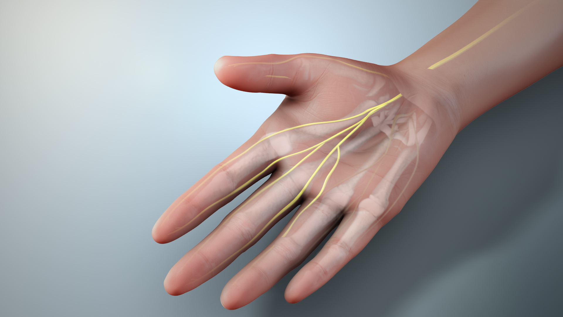 Median Nerve - an overview