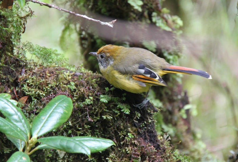 Minla strigula (Leiothrichidae) (Bar-throated Minla), Doi Inthanon NP, Thailand.jpg