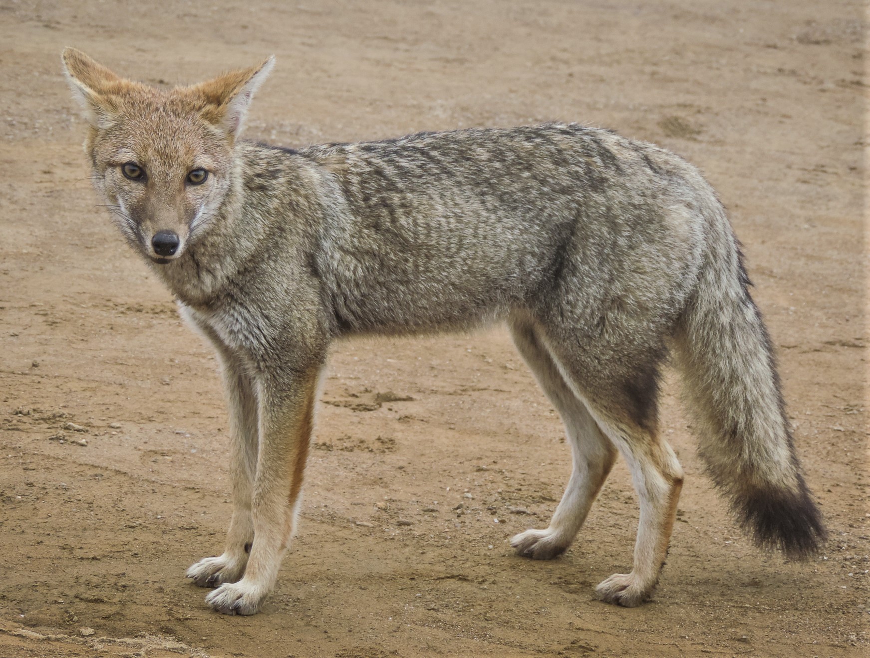 Pampas fox - Wikipedia