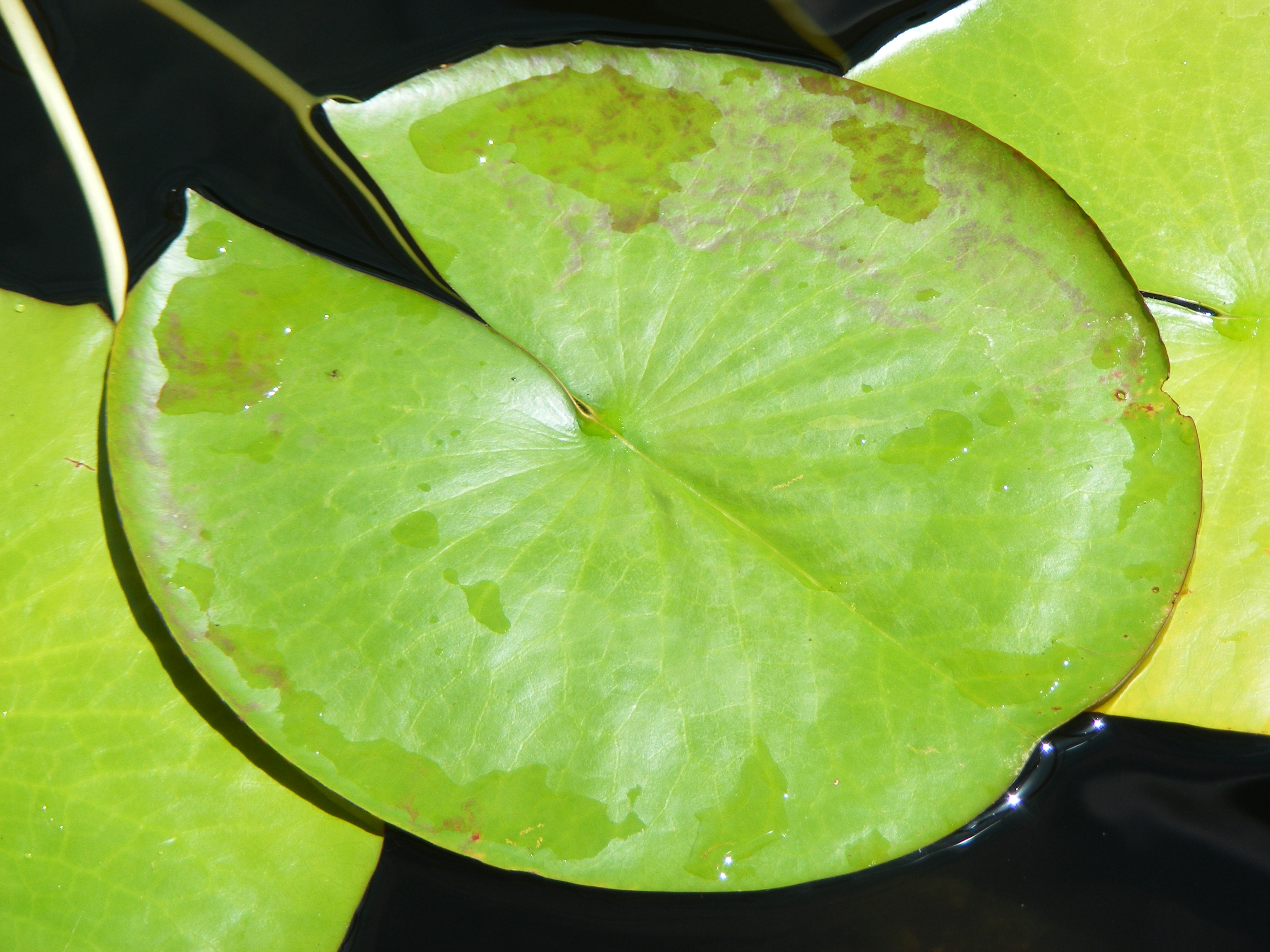 TÌNH YÊU CÂY CỎ  - Page 2 Nymphaea_caerulea_Botanic_Gardens_Adelaide