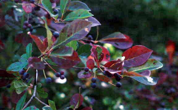 File:Nyssa sylvatica with mature fruit.jpg