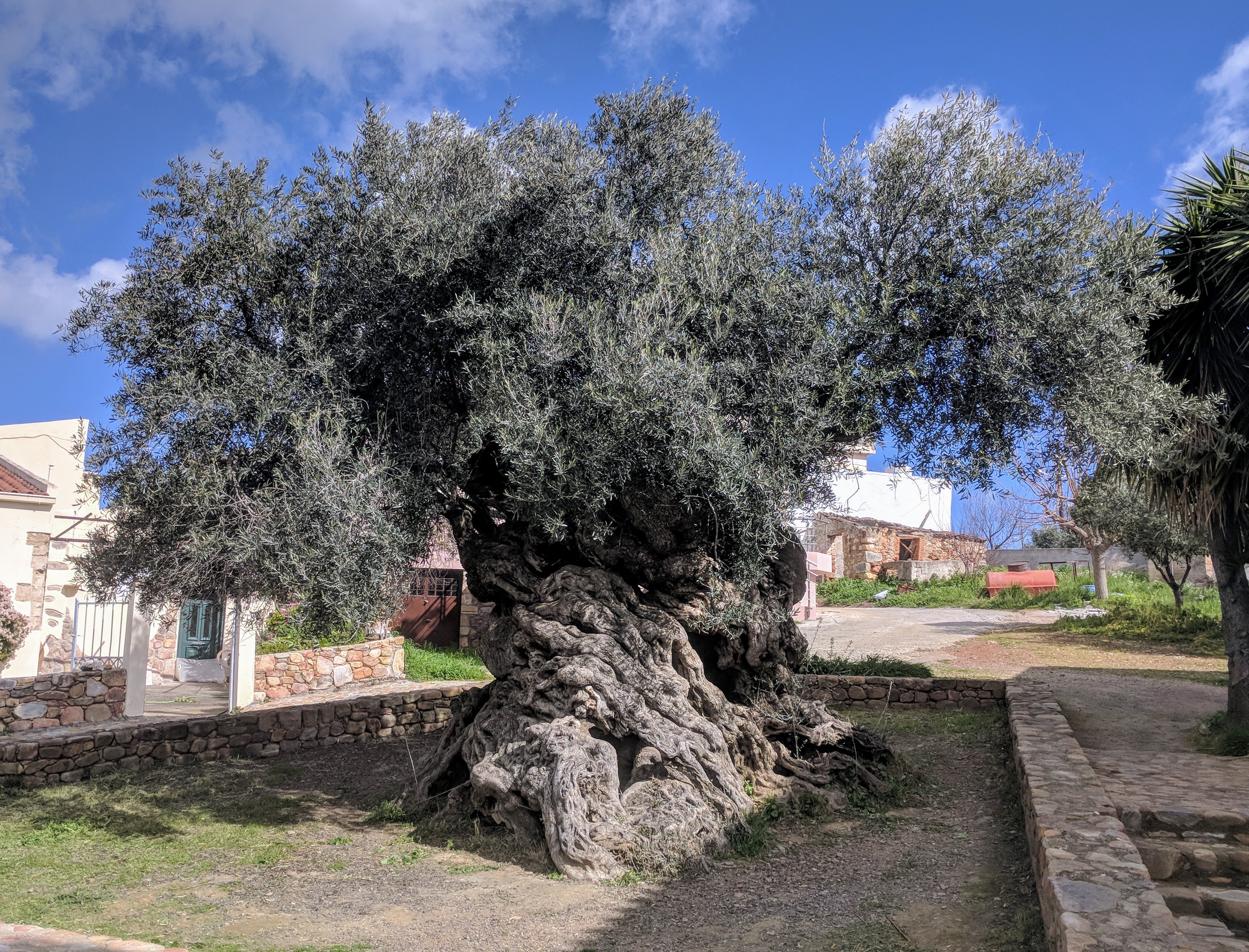 ancient greek olive tree