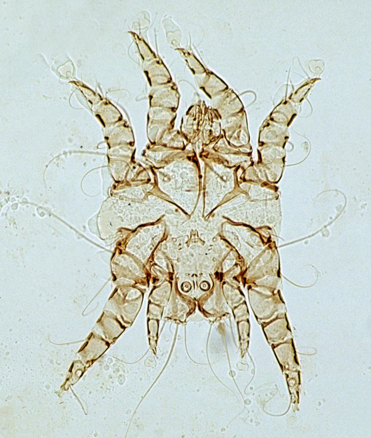 Image result for ear mites
