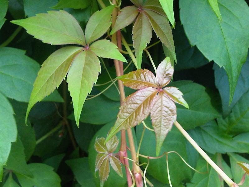 Parthenocissus quinquefolia - Wikipedia