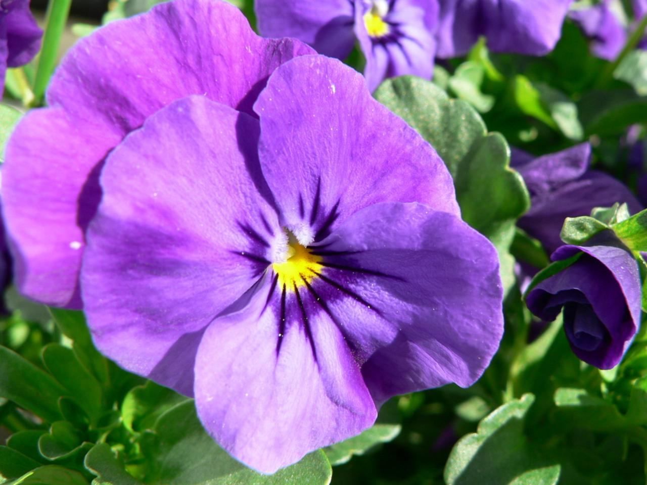 File:Purple pansy flower.jpg - Wikimedia Commons