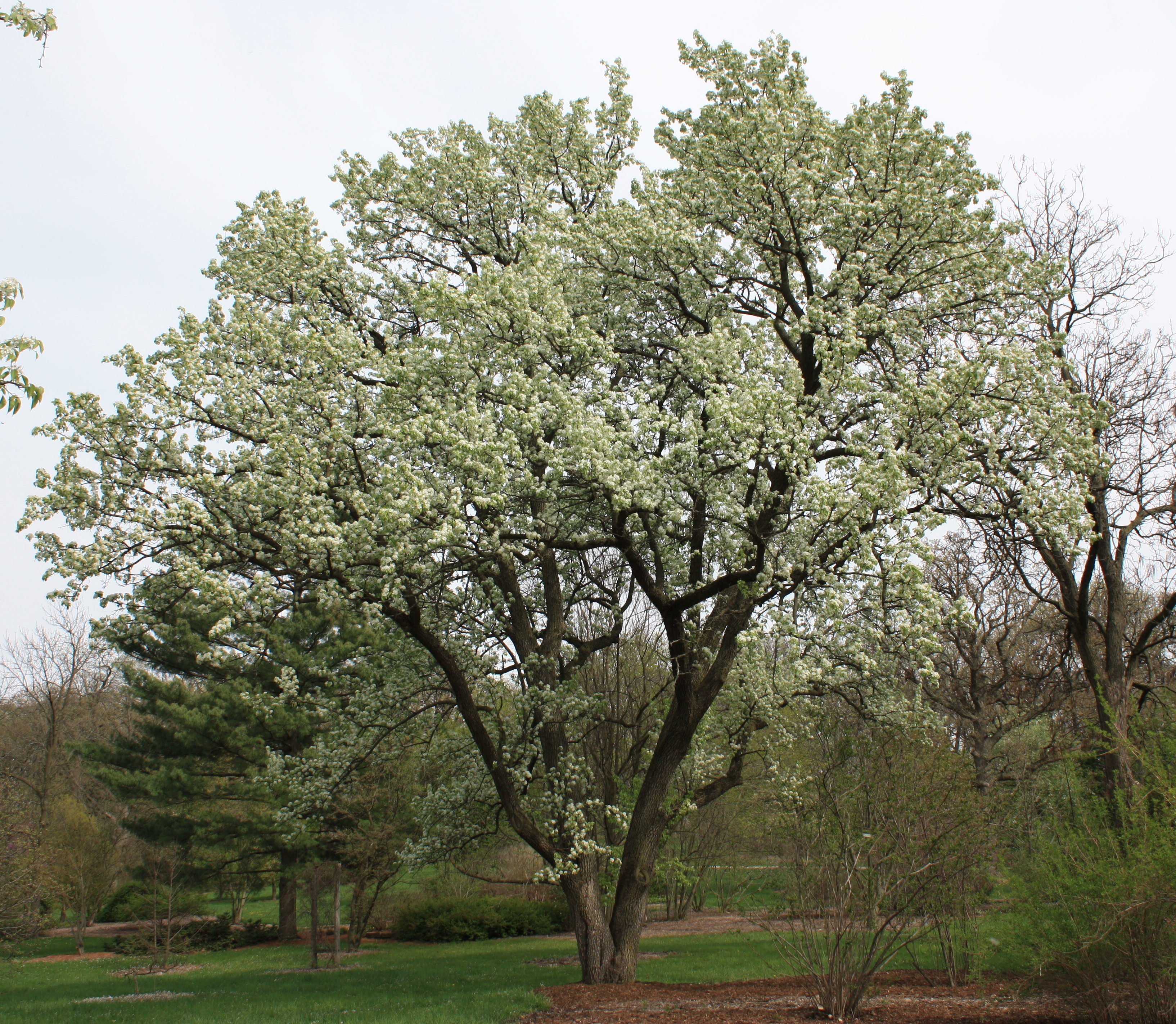 ornamental pear tree varieties