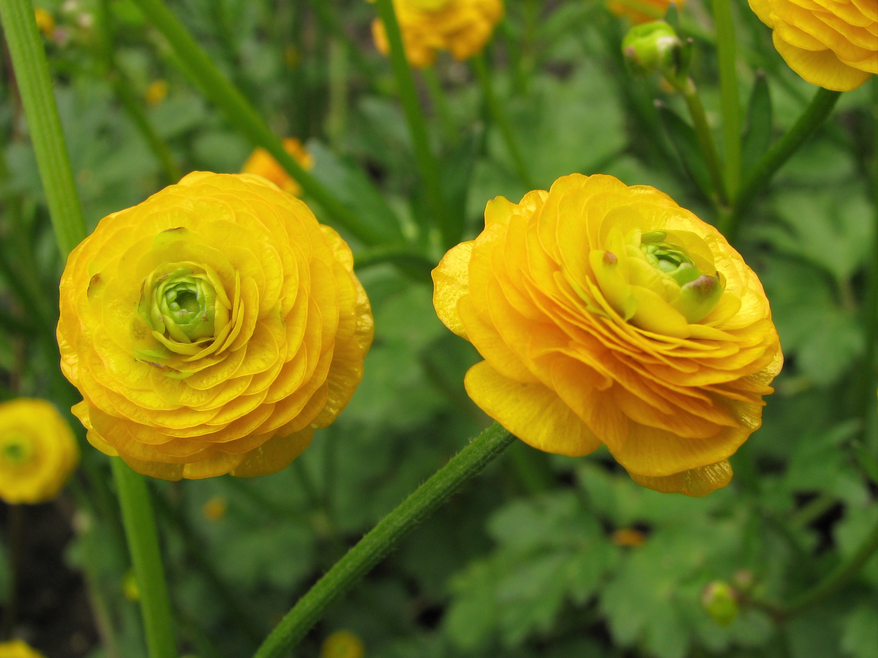 Ranunculus graminifolia