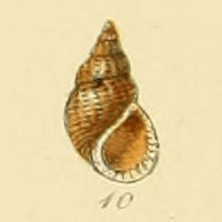 File:Rissoa Beanii (Sowerby).jpg