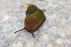 <i>Sadleriana fluminensis</i> Species of gastropod