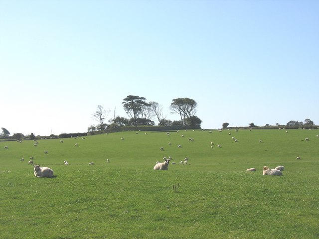 File:Sheep pastures below the site of Betws y Grog (Holy Rood Church) Ceirchiog - geograph.org.uk - 998811.jpg