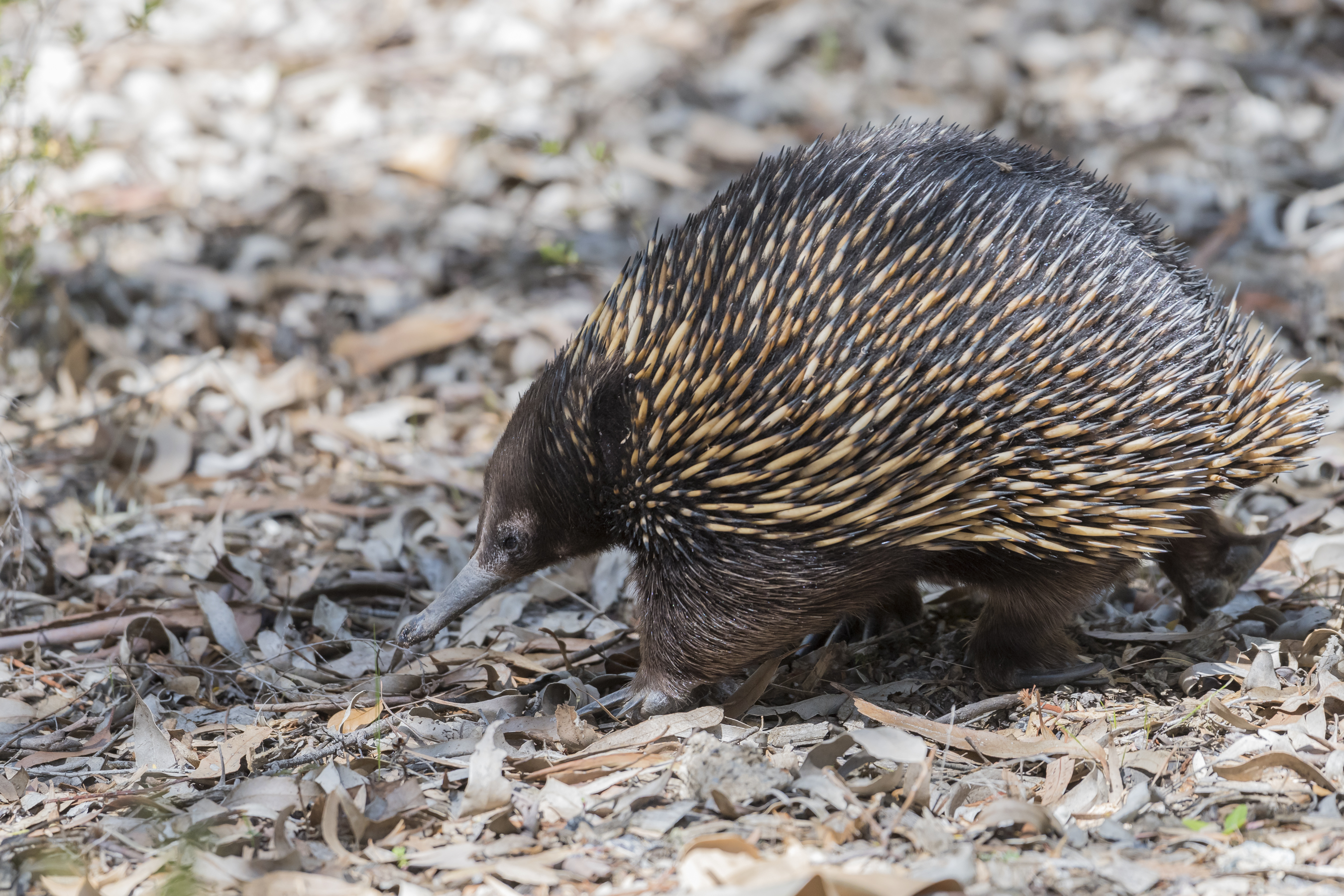 Echidna in spanish