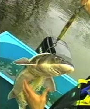 File:Shortnose Sturgeon on Hand Scale.jpg