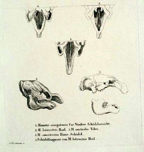 File:Sirenia Skull.jpg