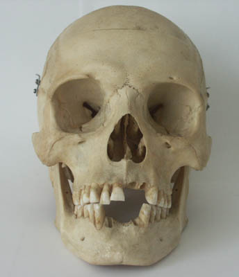 File:SkullFromTheFront.JPG