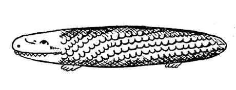 File:Tatzelwurm1.JPG