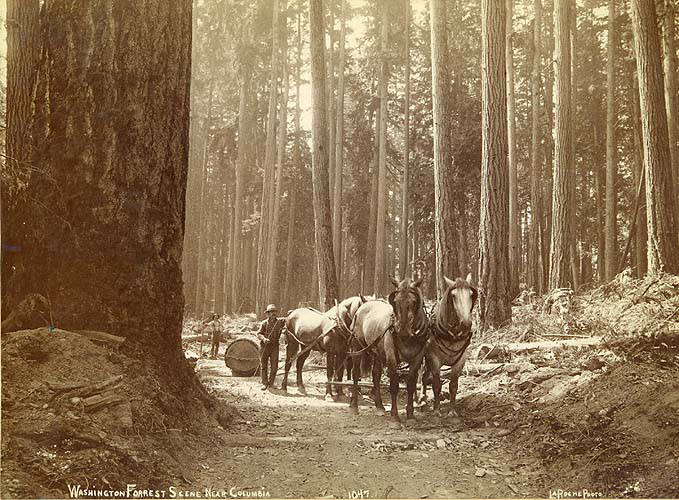 File:Team of horses hauling log along skidroad, probably Washington State, ca 1890 (LAROCHE 134).jpeg