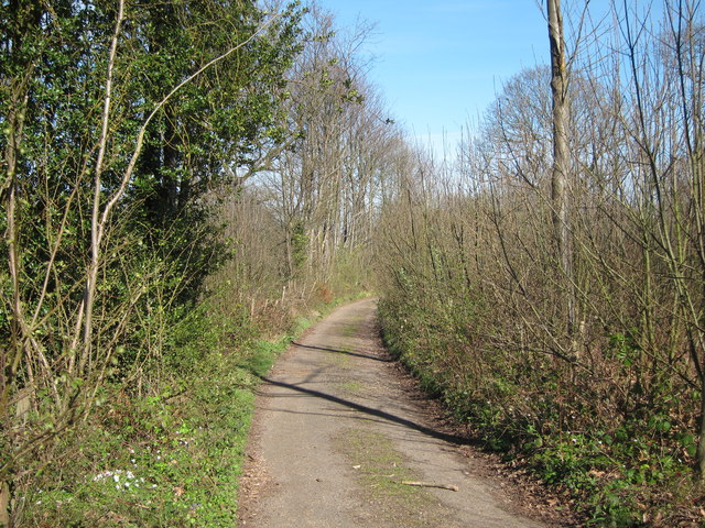 File:Track through High Wood - geograph.org.uk - 2346037.jpg