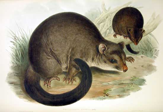 File:Trichosurus caninus Gould.jpg