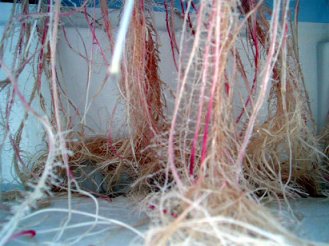 Close-up of aeroponically grown corn and roots inside an aeroponic (air-culture) apparatus, 2005