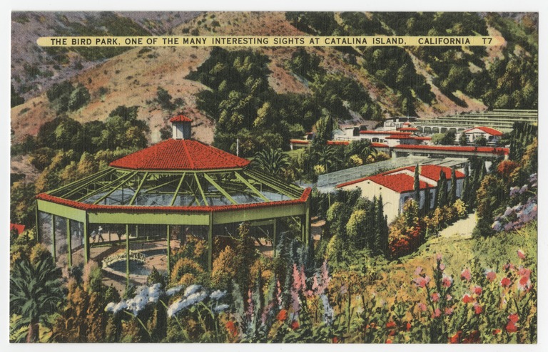 File:UCSD Digital Library postcard The Bird Park, one of the many interesting sights at Catalina Island, California.jpg